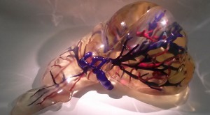 Medicine 3D Printed Liver